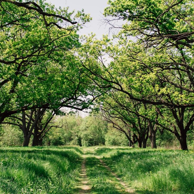 Low-impact nature path